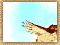 Owl Chump