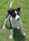 Wing Dog